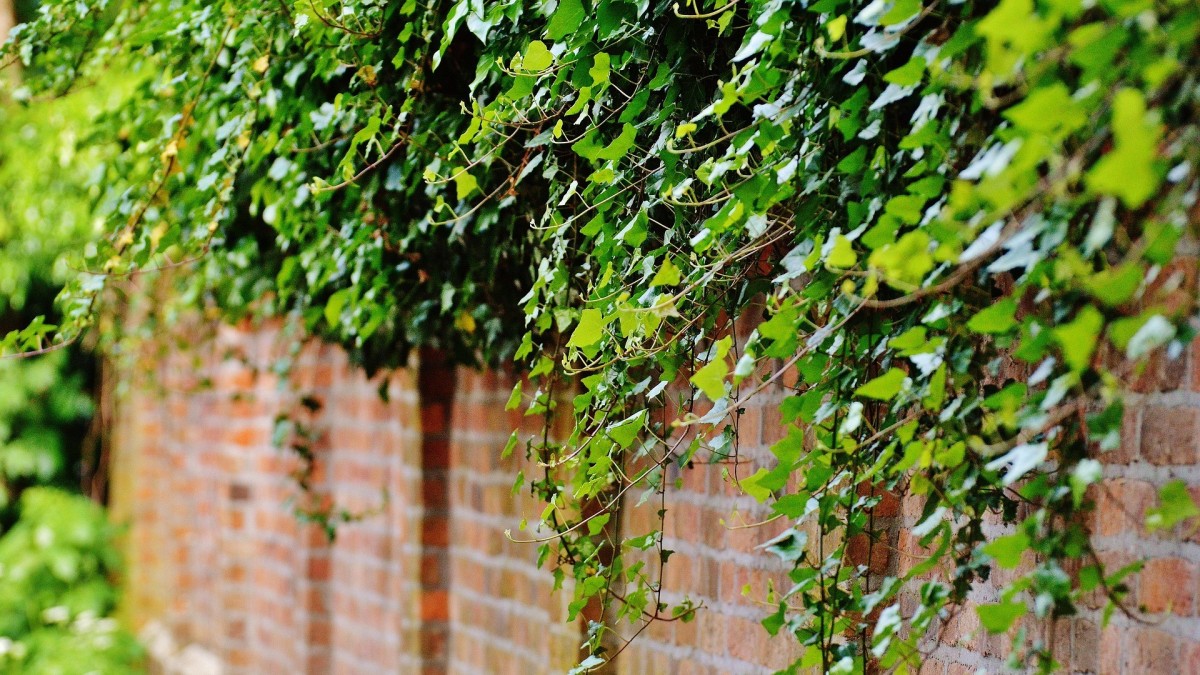piante rampicanti muri