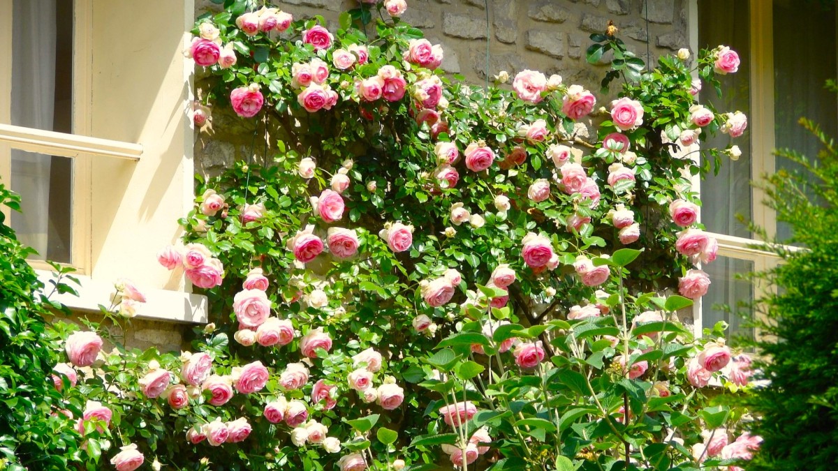 rose rampicanti in vaso