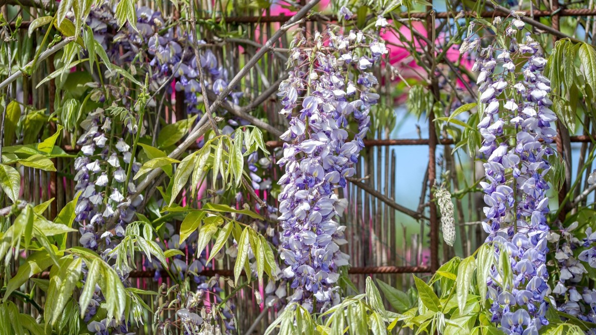 piante rampicanti muri