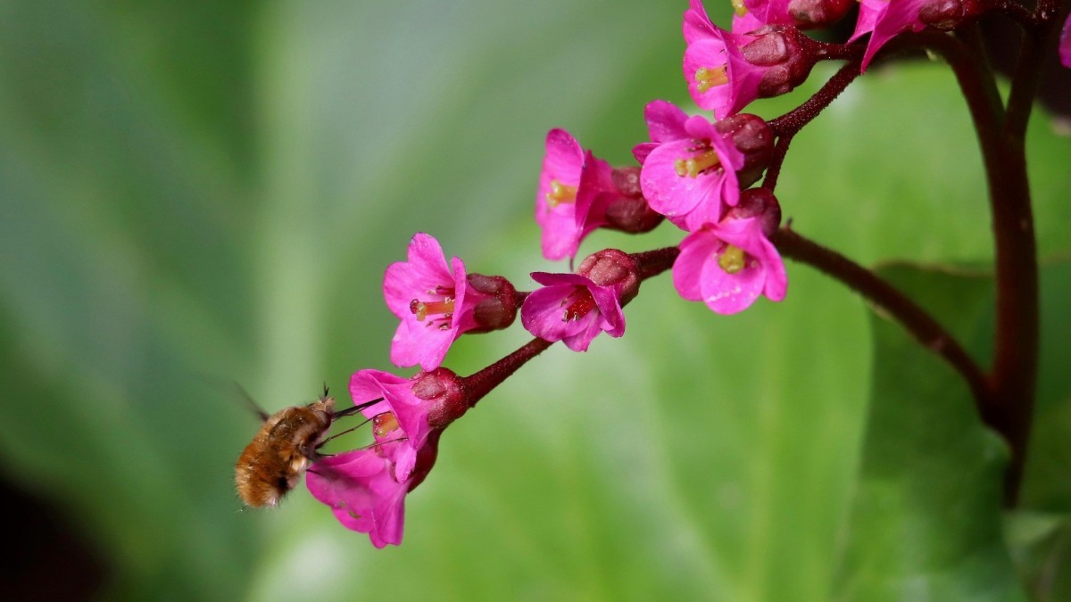 coltivare bergenia