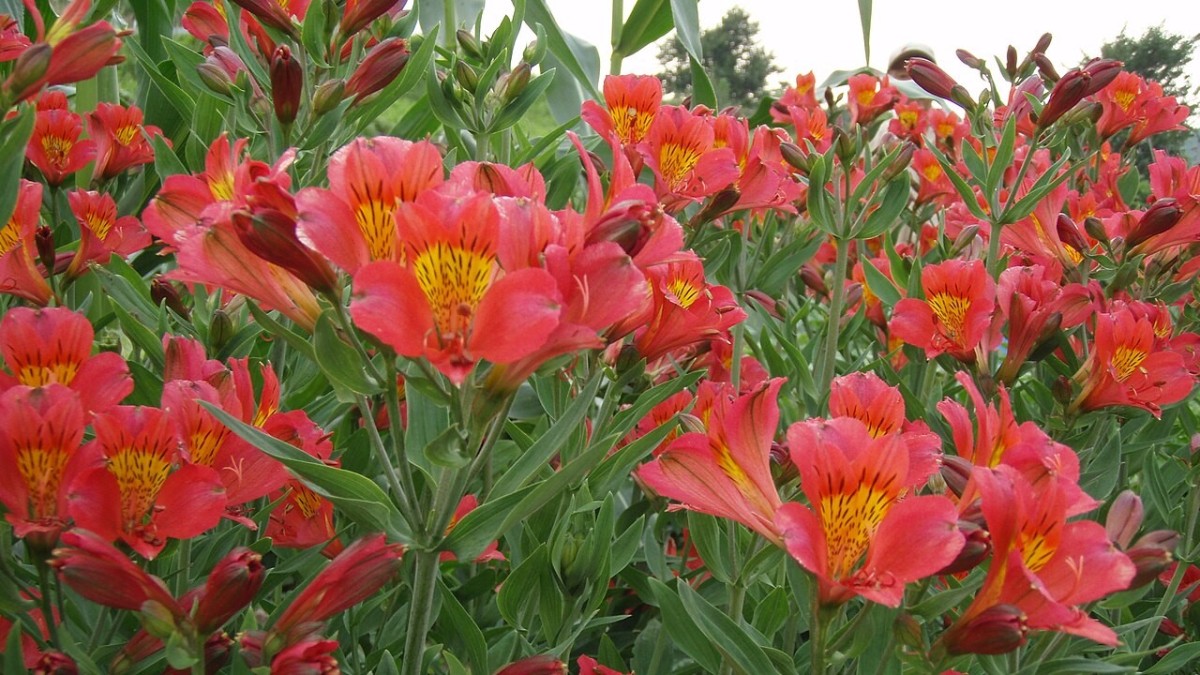 alstroemeria