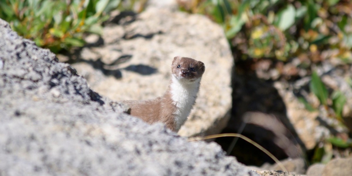 mascotte olimpiadi 2026 