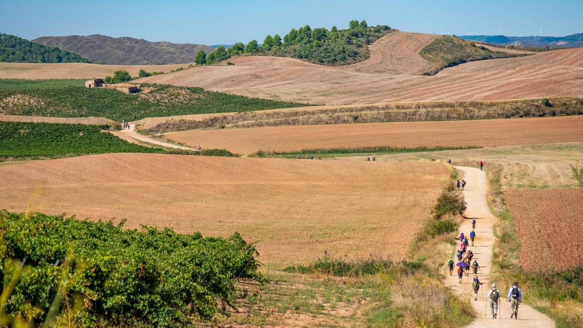 buen camino checco zalone