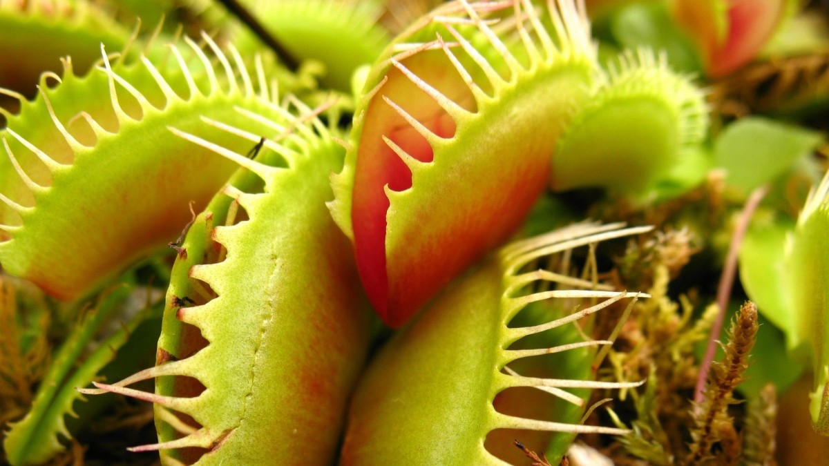 piante carnivore cura