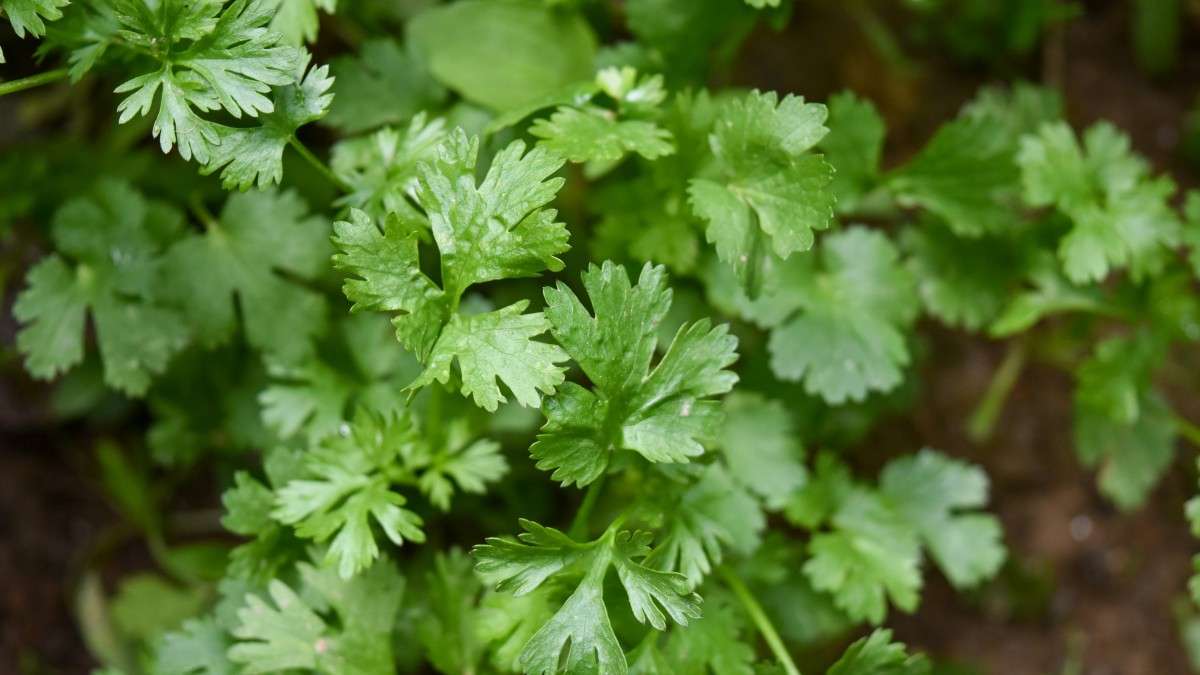 pianta coriandolo