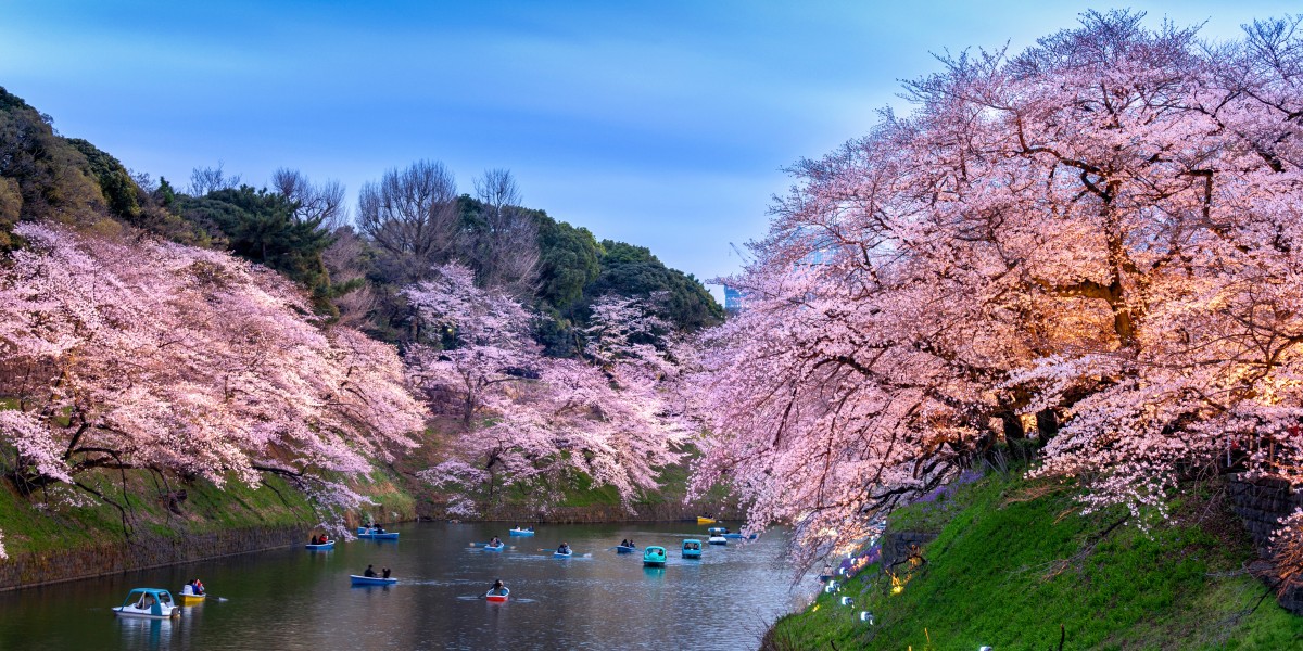 fioritura ciliegi Giappone 2026