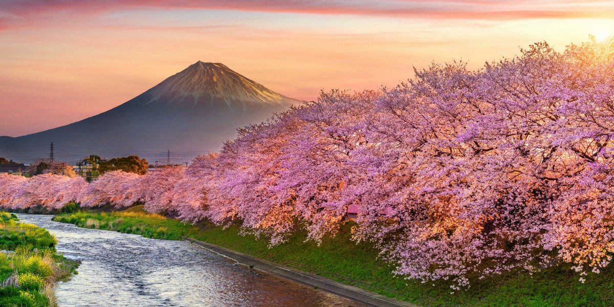 fioritura ciliegi Giappone 2026