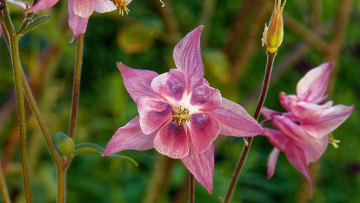 coltivare aquilegia