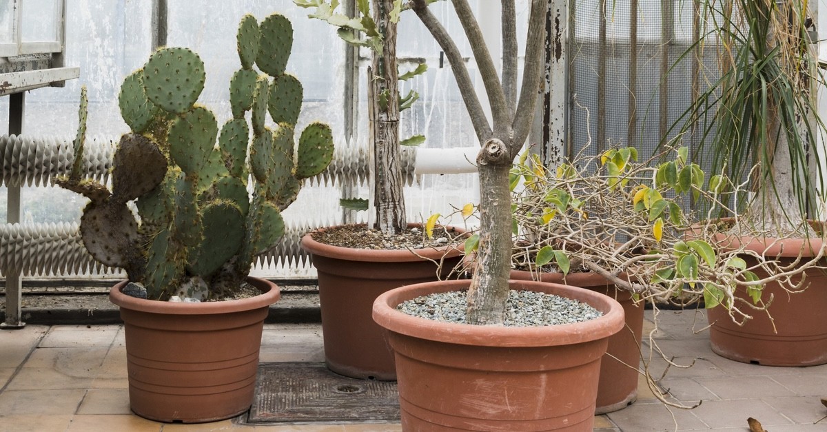 piante a dividere un terrazzo