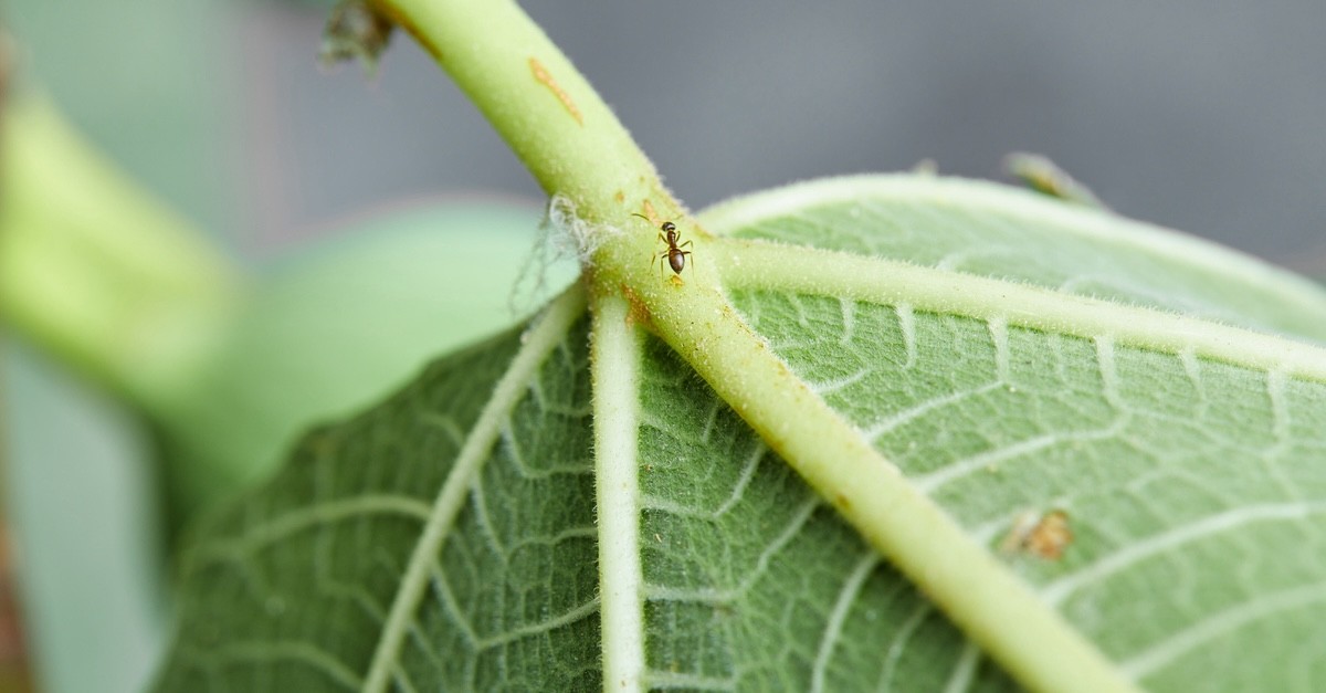 formica nera su pianta