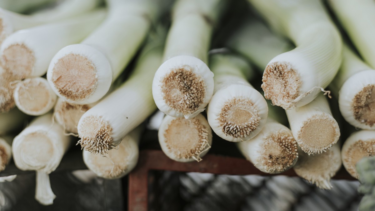 come coltivare i porri