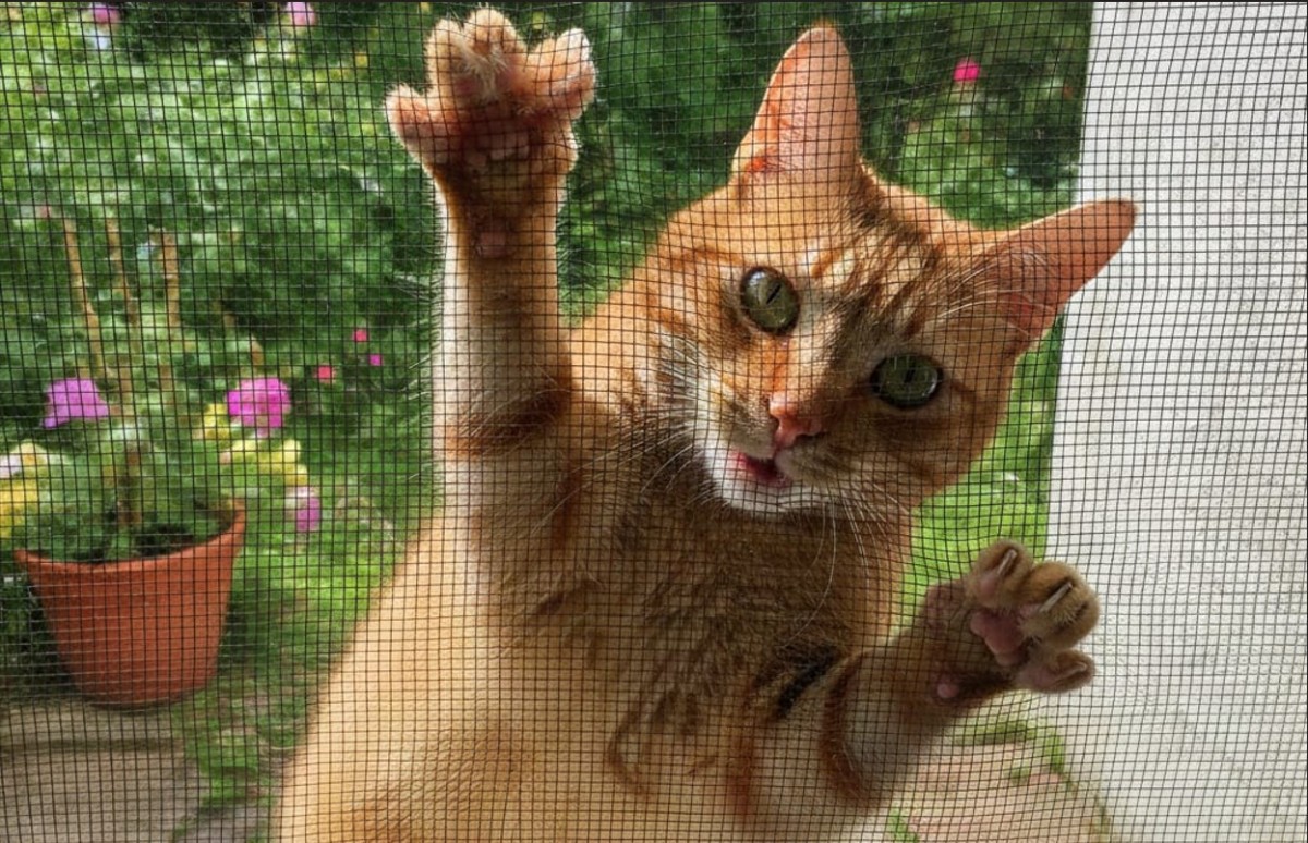 gatto zanzariera