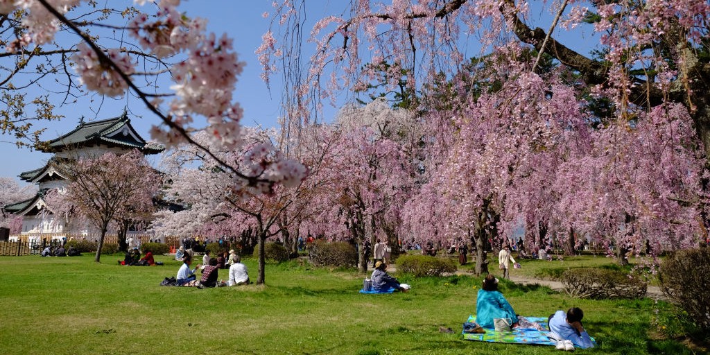 fioritura ciliegi Giappone 2026