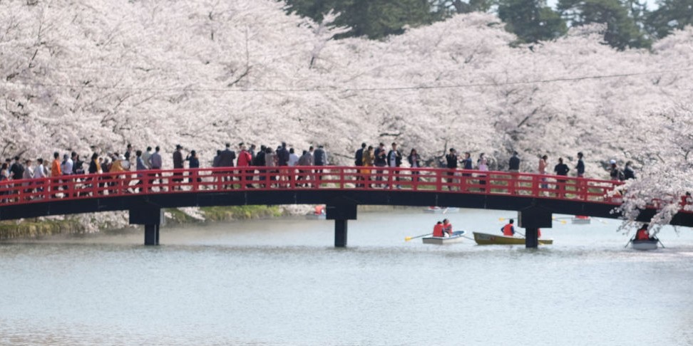 fioritura ciliegi Giappone 2026