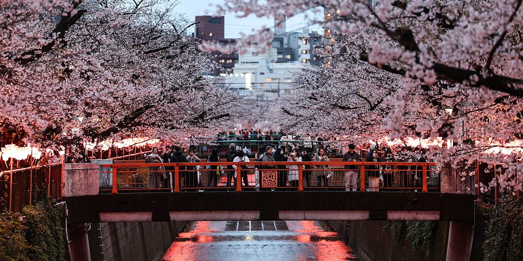 fioritura ciliegi Giappone 2026