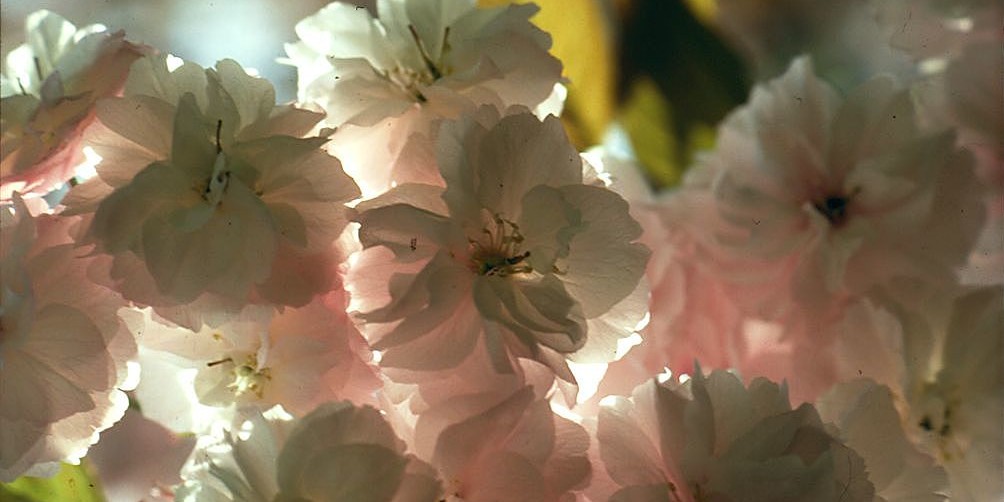 fioritura ciliegi Giappone 2026