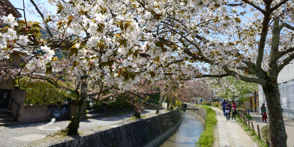 fioritura ciliegi Giappone 2026