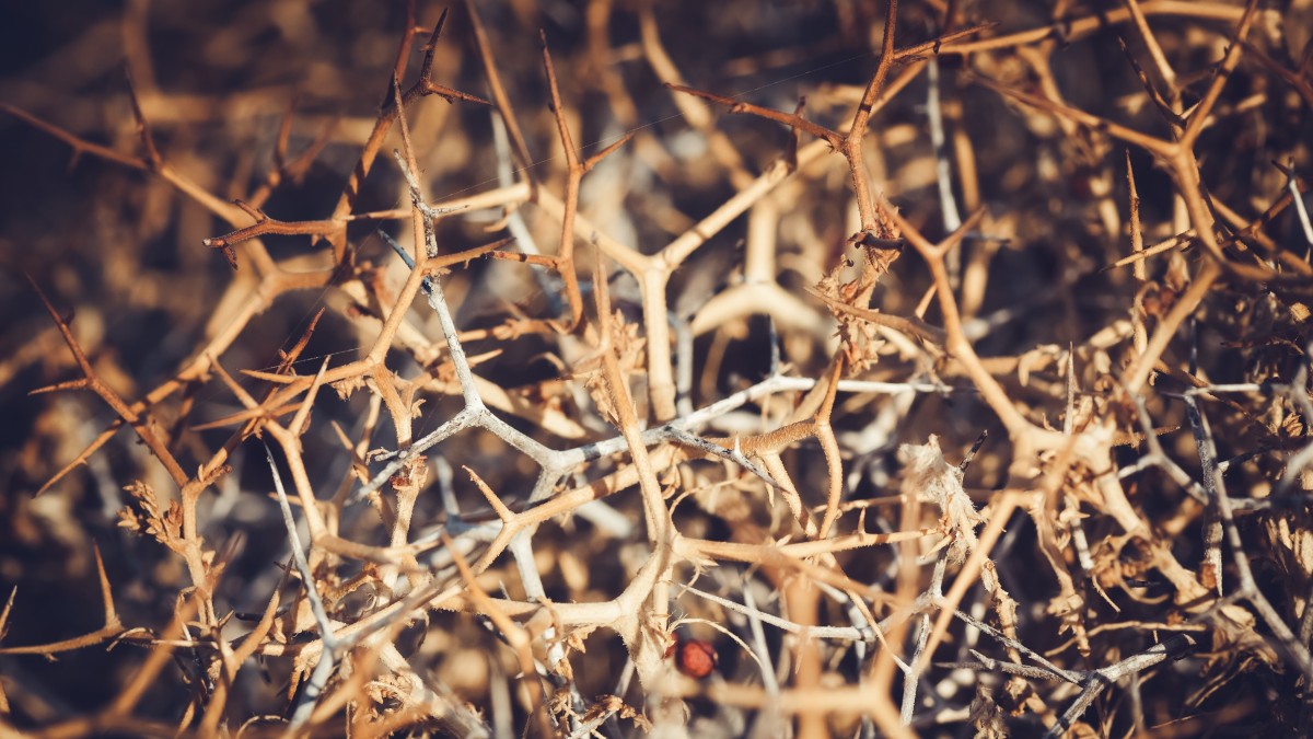 come eliminare i rovi dal giardino