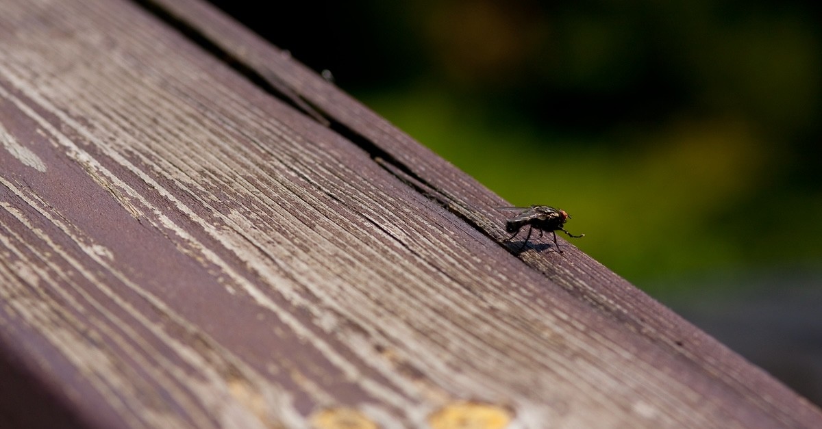 insetto nero su finestra
