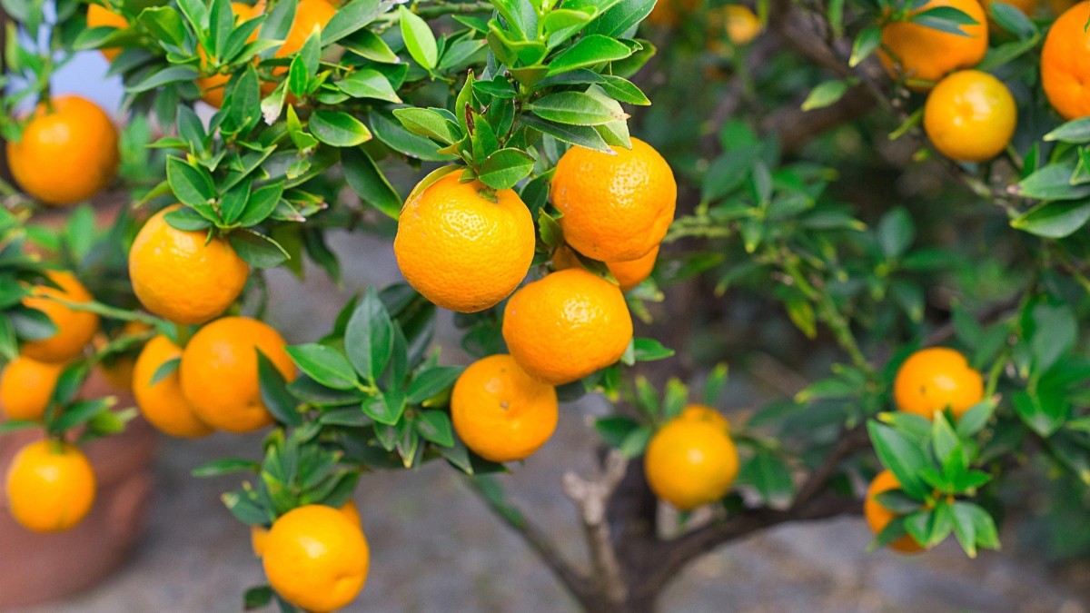 coltivare una pianta di mandarino in casa