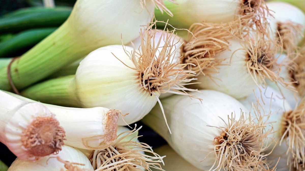 come coltivare il cipollotto
