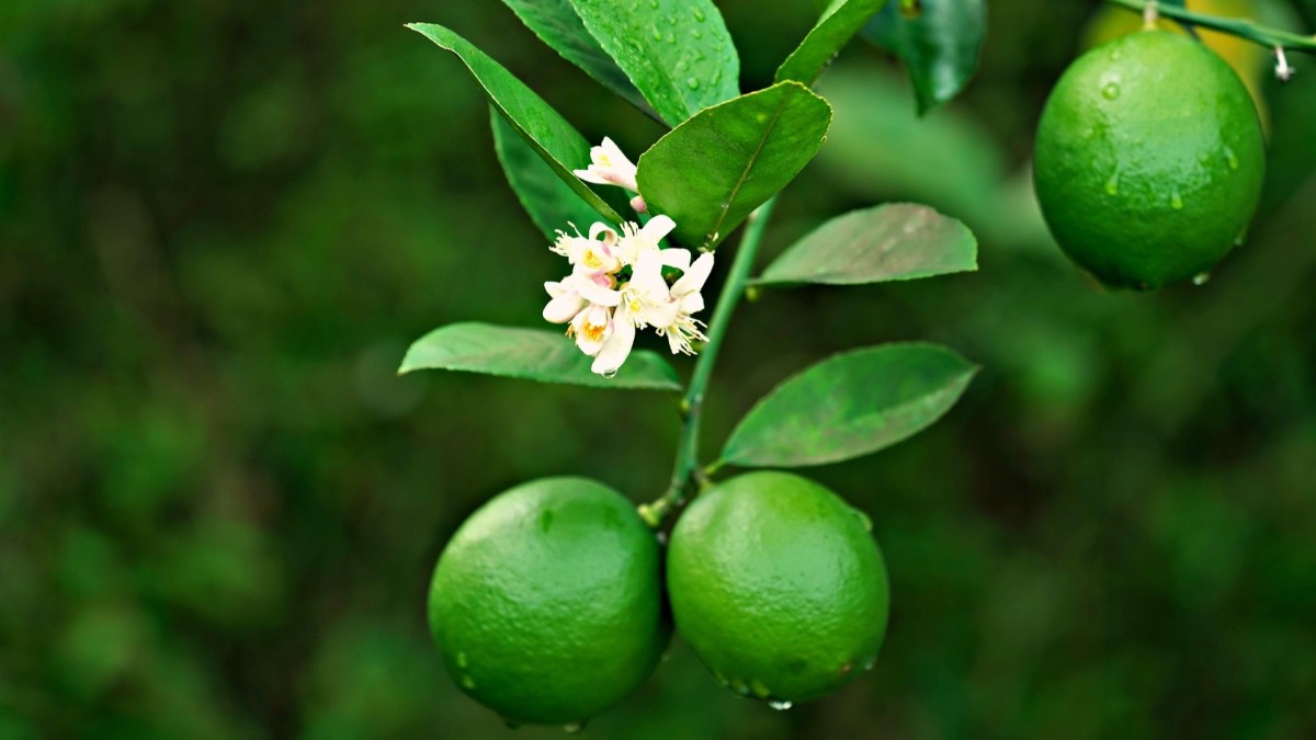 coltivare una pianta di mandarino
