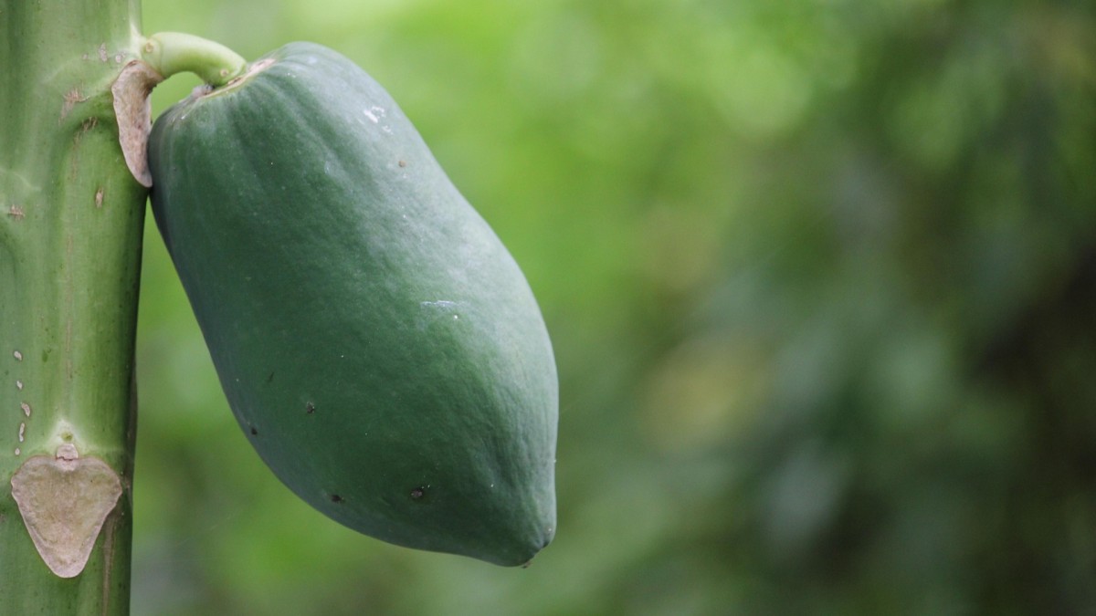 coltivare papaya