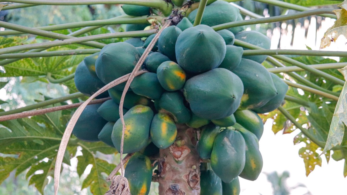 coltivare papaya