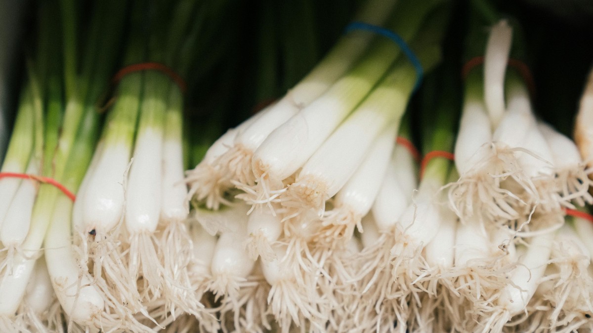 come coltivare il cipollotto