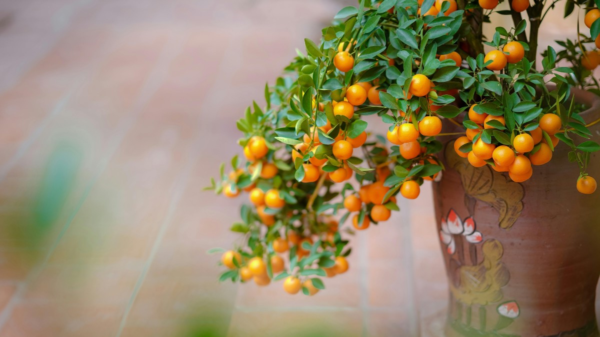 coltivare una pianta di mandarino