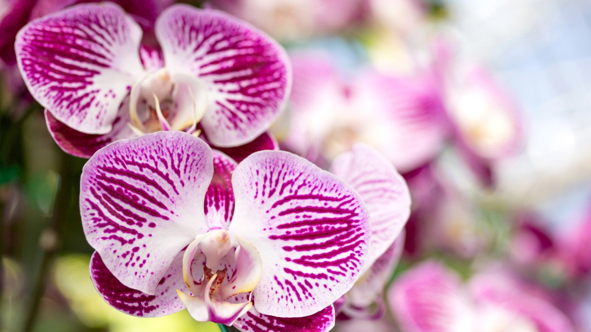 acqua di riso orchidee