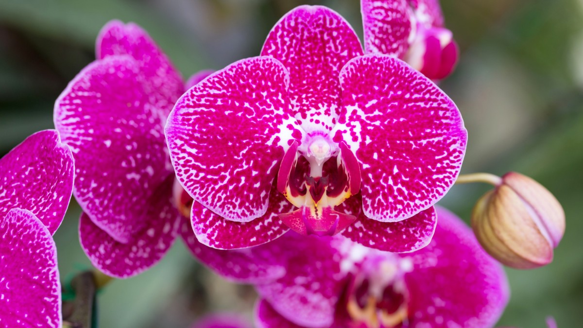 acqua di riso orchidee