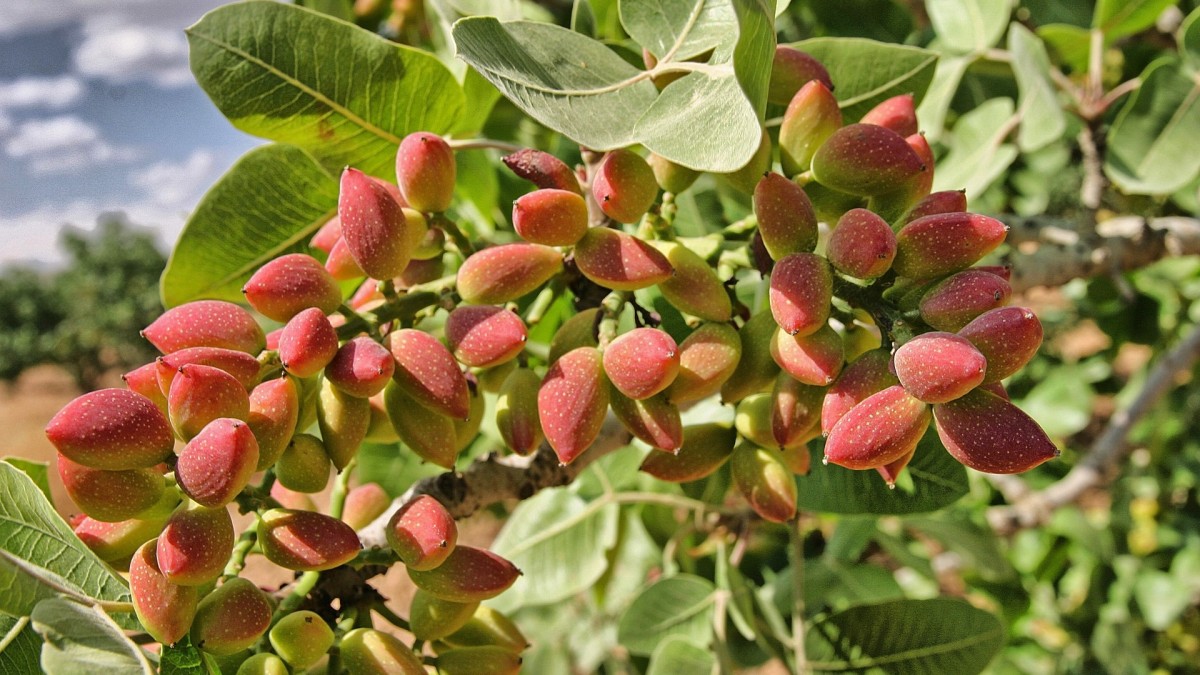 pistacchieto