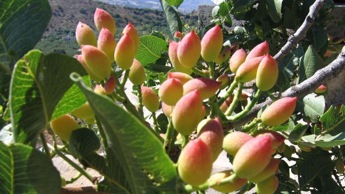 coltivare un pistacchieto