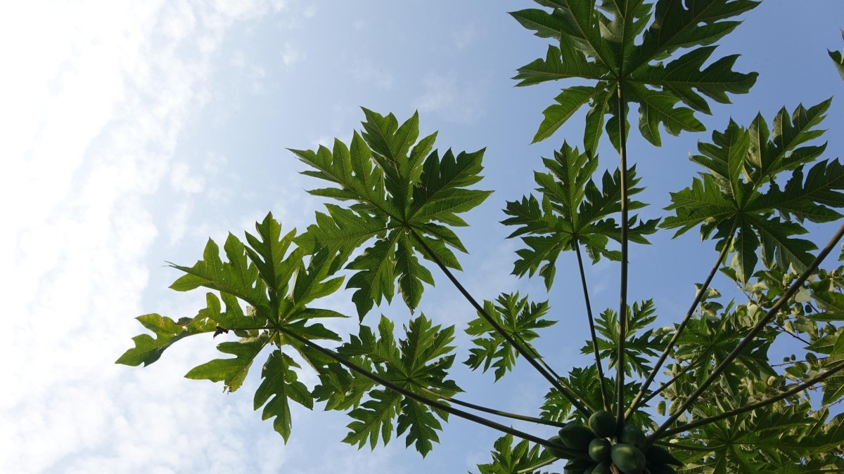 coltivare papaya