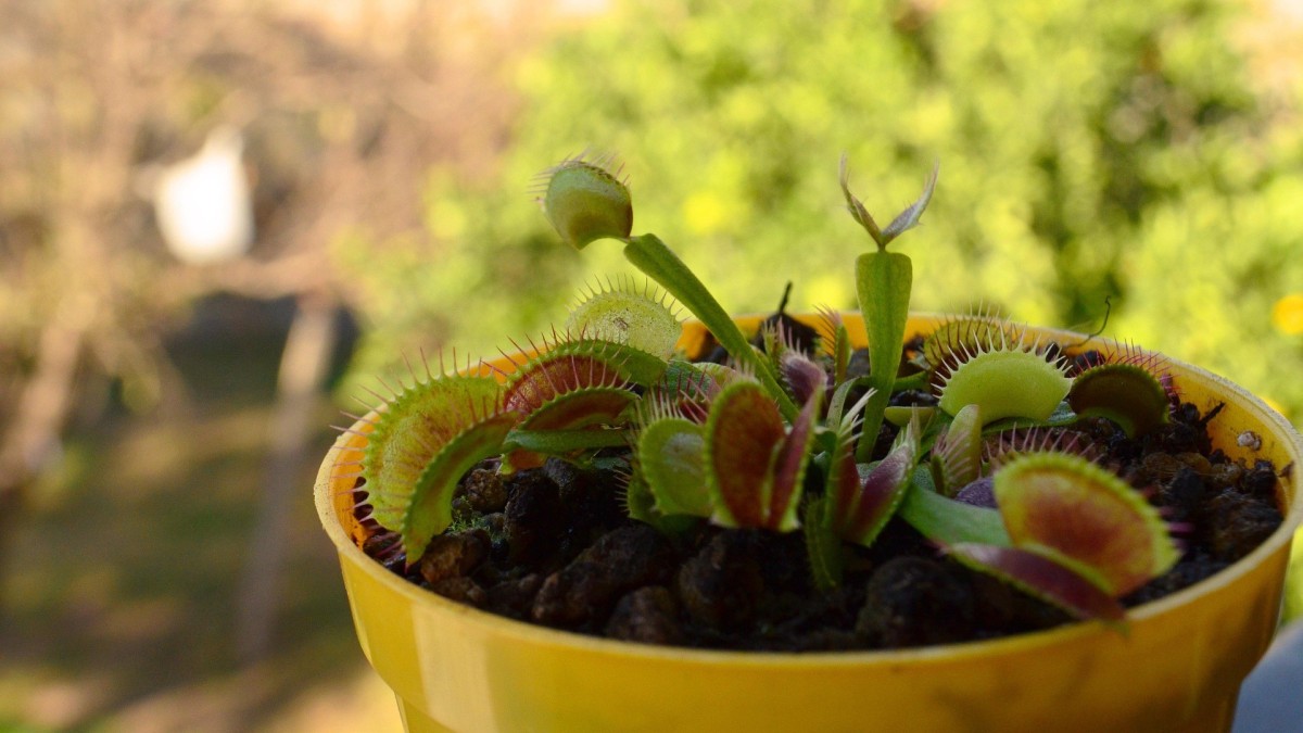 piante carnivore cura