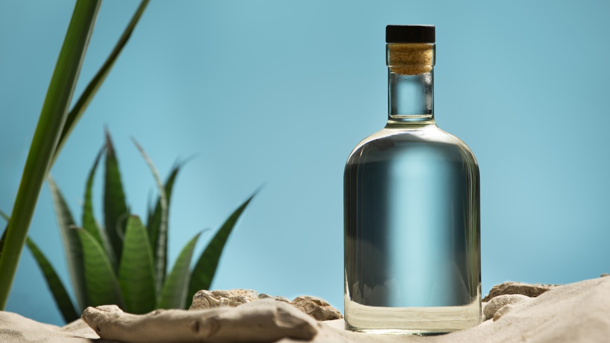 coltivare agave blu