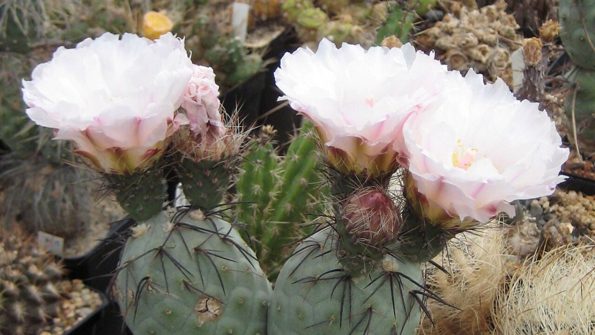 tephrocactus