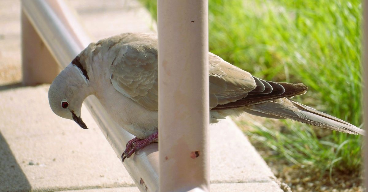 una tortora appoggiata su un tubo metallico
