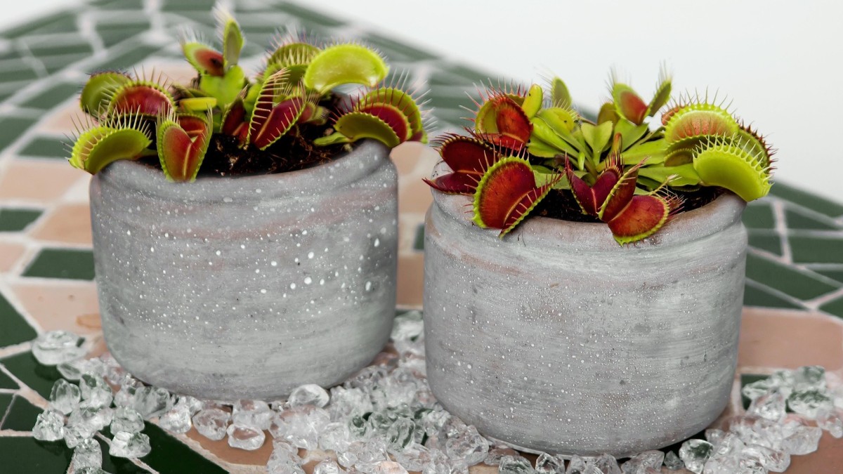 piante carnivore cure