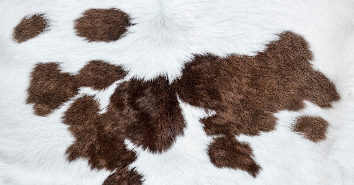 La pelle conciata assorbe poca polvere ma è molto sensibile all'umidità