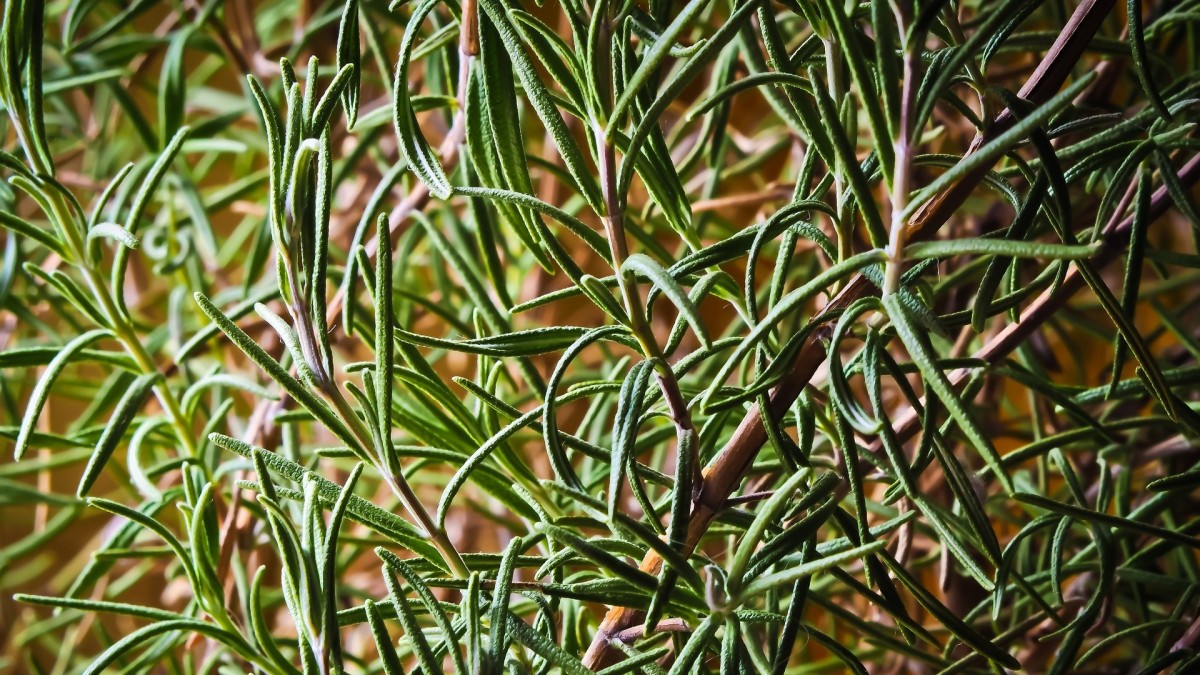 piante esterno senza acqua