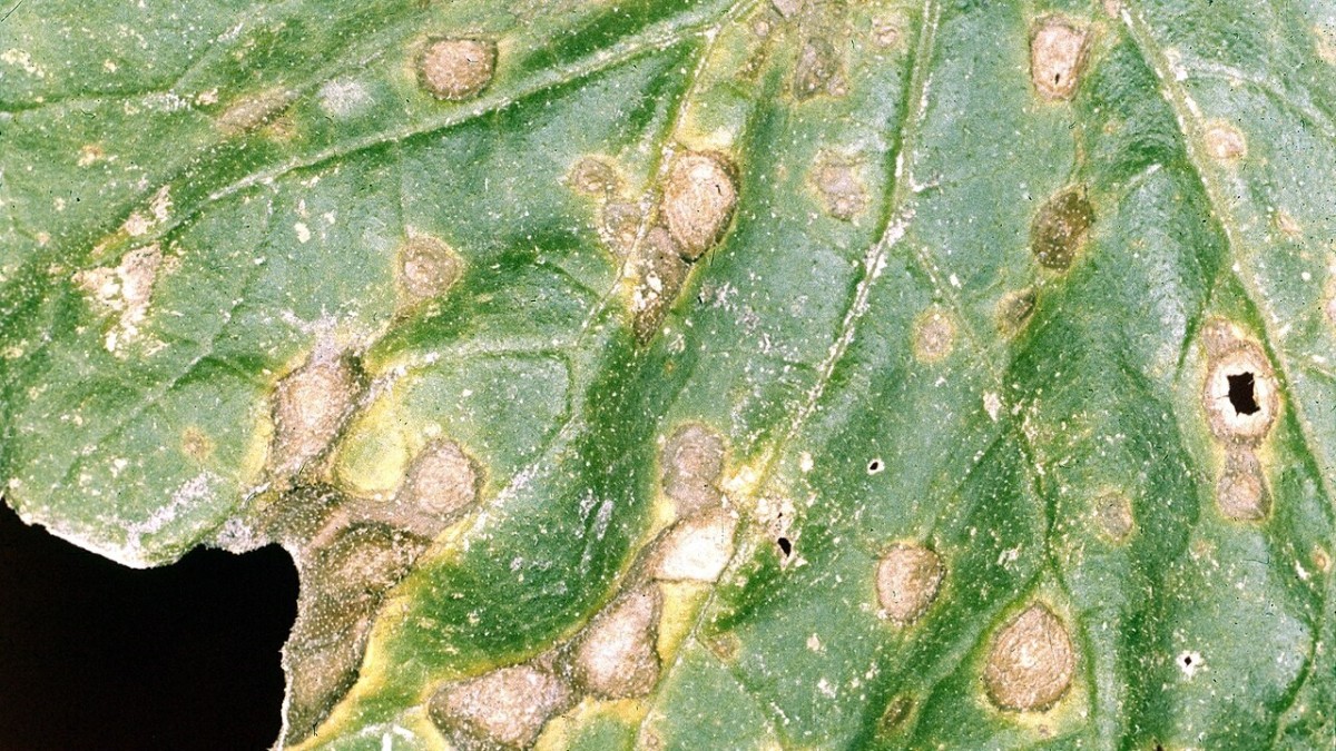 alternaria