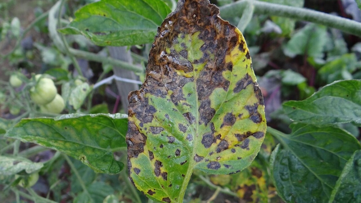 alternaria