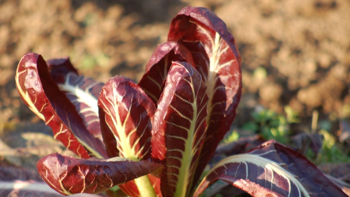 coltivare il radicchio