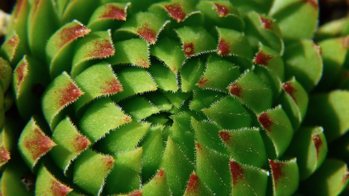piante esterno senza acqua