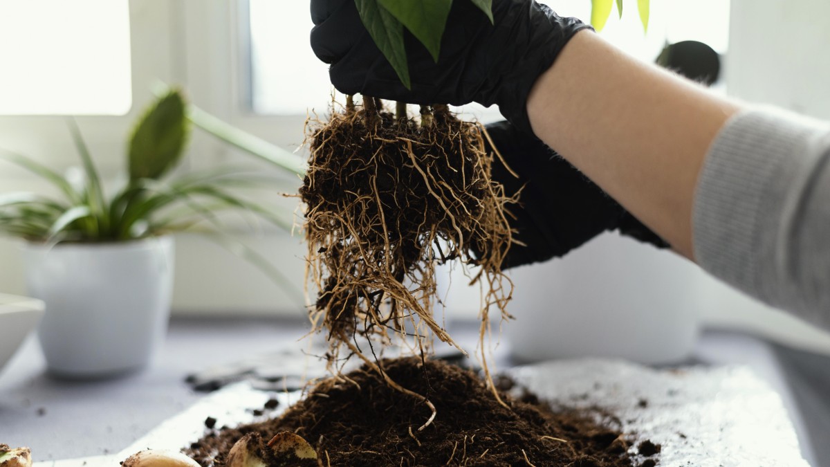 vermi che danneggiano le piante