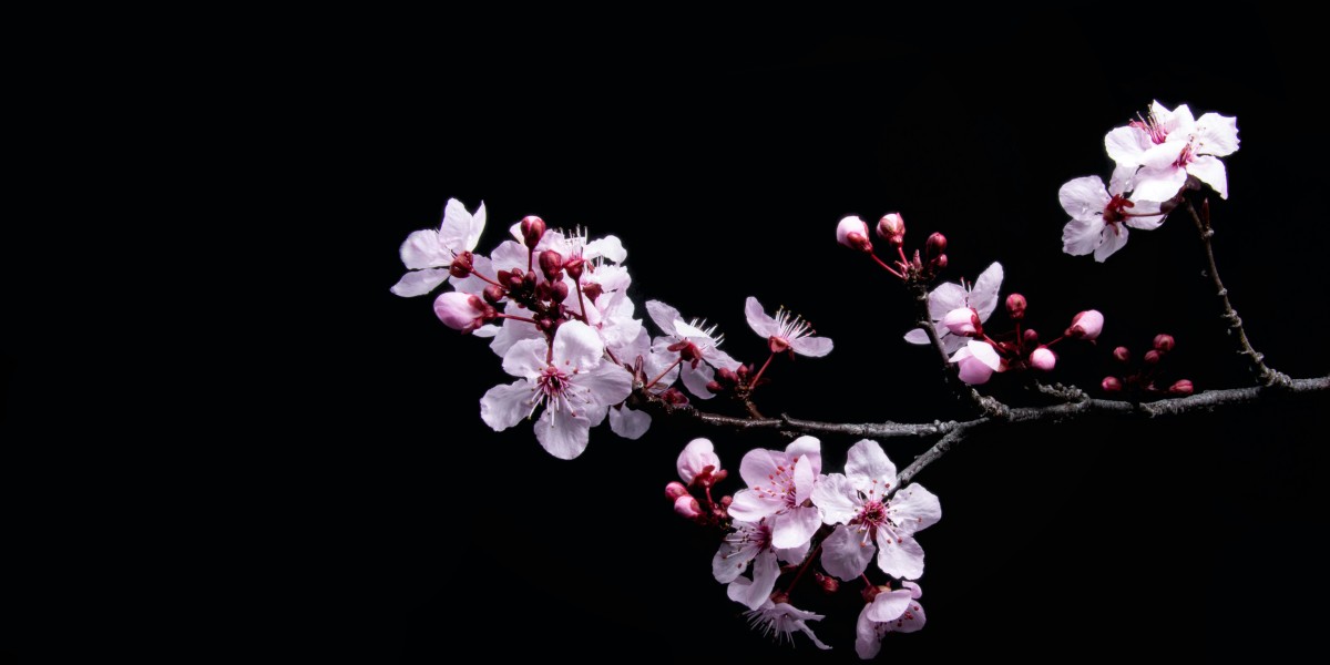 ciliegi in fiore Venaria Reale