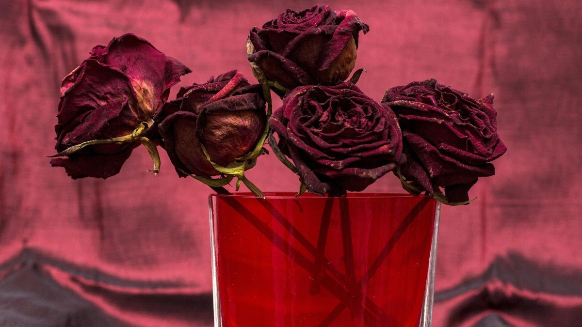 come conservare i fiori secchi