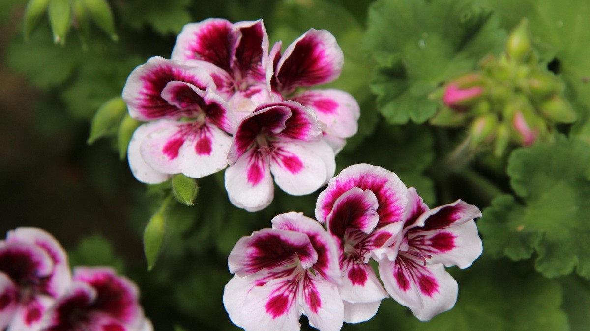 pelargonio